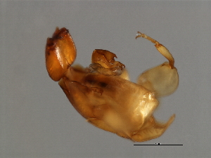  ( - VAR-M.0-HN-2)  @12 [ ] CreativeCommons - Attribution (2008) CBG Photography Group Centre for Biodiversity Genomics
