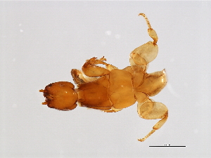  ( - VAR-M.0-HN-3)  @13 [ ] CreativeCommons - Attribution (2008) CBG Photography Group Centre for Biodiversity Genomics