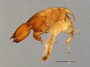  ( - VAR-M.0-HN-4)  @12 [ ] CreativeCommons - Attribution (2008) CBG Photography Group Centre for Biodiversity Genomics