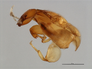  ( - VAR-M.0-HN-5)  @12 [ ] CreativeCommons - Attribution (2008) CBG Photography Group Centre for Biodiversity Genomics