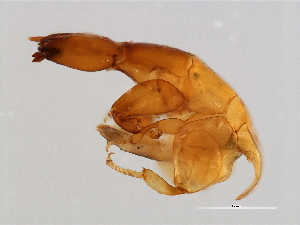  ( - VAR-M.0-HN-6)  @13 [ ] CreativeCommons - Attribution (2008) CBG Photography Group Centre for Biodiversity Genomics