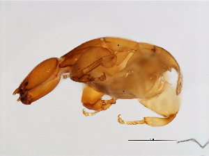  ( - VAR-M.0-HN-7)  @13 [ ] CreativeCommons - Attribution (2008) CBG Photography Group Centre for Biodiversity Genomics