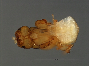  ( - HAR-M.0-HN-6)  @12 [ ] CreativeCommons - Attribution (2008) CBG Photography Group Centre for Biodiversity Genomics