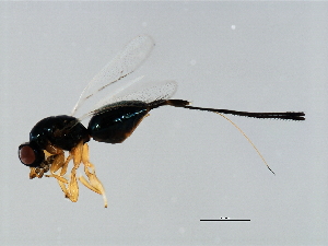  (Philotrypesis jacobsoni-TIN - TIN-PHI.JAC-HN-3)  @14 [ ] CreativeCommons - Attribution (2008) CBG Photography Group Centre for Biodiversity Genomics