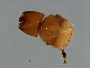  ( - TIN-PHI.M.1-HN-1)  @13 [ ] CreativeCommons - Attribution (2008) CBG Photography Group Centre for Biodiversity Genomics