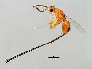  (Philotrypesis sp. 1-HIR - HIR-PHI.1-HN-10)  @14 [ ] CreativeCommons - Attribution (2008) CBG Photography Group Centre for Biodiversity Genomics