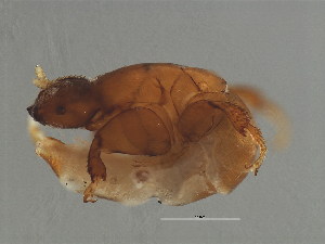  (Blastophaga sp.1-AWK - AWK-M.0-FJ-8)  @11 [ ] CreativeCommons - Attribution (2008) CBG Photography Group Centre for Biodiversity Genomics