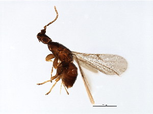  (Blastophaga sp. 1-ICH - ICH-BLA.1-YN-2)  @11 [ ] CreativeCommons - Attribution (2008) CBG Photography Group Centre for Biodiversity Genomics