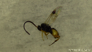  (Cotesia sp. YN-2020 - YT-289)  @11 [ ] Copyright (2022) Yui Nakabayashi Kyoto Prefectural Univ.