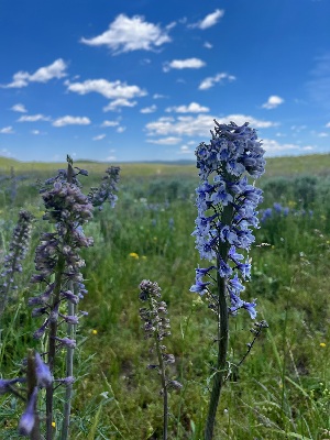  (Delphinium occidentale - YNP_CS89)  @11 [ ] CreativeCommons  Attribution Non-Commercial (by-nc) (2025) Unspecified Yellowstone National Park Herbarium 