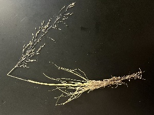  (Deschampsia cespitosa - YNP_HKH036)  @11 [ ] CreativeCommons  Attribution Non-Commercial (by-nc) (2025) Unspecified Yellowstone National Park Herbarium 