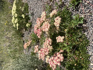  (Eriogonum umbellatum - YNP_HKH162)  @11 [ ] CreativeCommons  Attribution Non-Commercial (by-nc) (2025) Unspecified Yellowstone National Park Herbarium 