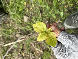  ( - YNP_HKH606)  @11 [ ] CreativeCommons  Attribution Non-Commercial (by-nc) (2025) Unspecified Yellowstone National Park Herbarium 