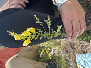  (Linaria dalmatica - YNP_HKH055)  @11 [ ] CreativeCommons  Attribution Non-Commercial (by-nc) (2024) Unspecified Yellowstone National Park Herbarium