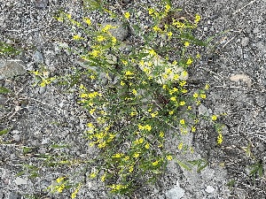  (Melilotus officinalis - YNP_HKH057)  @11 [ ] CreativeCommons  Attribution Non-Commercial (by-nc) (2024) Unspecified Yellowstone National Park Herbarium 