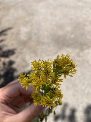  (Solidago missouriensis missouriensis - YNP_HKH264)  @11 [ ] CreativeCommons  Attribution Non-Commercial (by-nc) (2024) Unspecified Yellowstone National Park Herbarium 