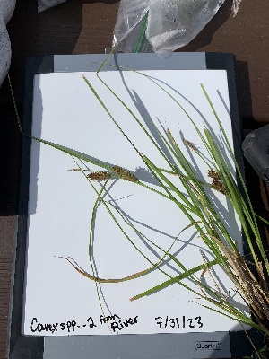  (Carex vesicaria - YNP_HKH313)  @11 [ ] CreativeCommons  Attribution Non-Commercial (by-nc) (2024) Unspecified Yellowstone National Park Herbarium 