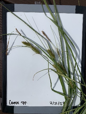  (Carex utriculata - YNP_HKH314)  @11 [ ] CreativeCommons  Attribution Non-Commercial (by-nc) (2024) Unspecified Yellowstone National Park Herbarium 