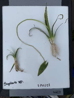  (Sagittaria cuneata - YNP_HKH316)  @11 [ ] CreativeCommons  Attribution Non-Commercial (by-nc) (2024) Unspecified Yellowstone National Park Herbarium 