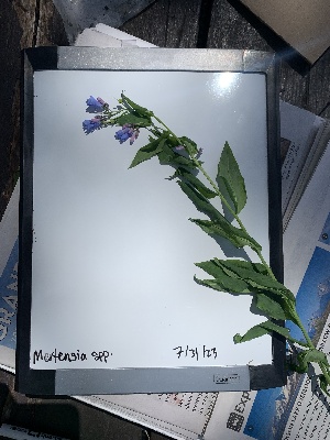  (Mertensia ciliata - YNP_HKH325)  @11 [ ] CreativeCommons  Attribution Non-Commercial (by-nc) (2024) Unspecified Yellowstone National Park Herbarium 