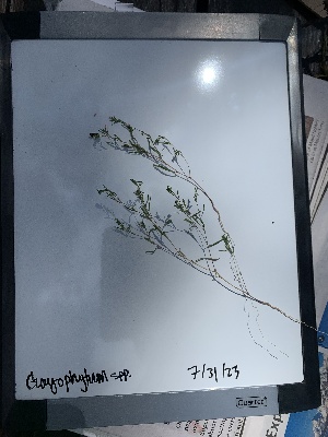  (Gayophytum - YNP_HKH326)  @11 [ ] CreativeCommons  Attribution Non-Commercial (by-nc) (2024) Unspecified Yellowstone National Park Herbarium 