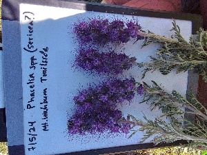  (Phacelia sericea - YNP_HKH374)  @11 [ ] CreativeCommons  Attribution Non-Commercial (by-nc) (2024) Unspecified Yellowstone National Park Herbarium