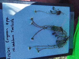  (Erigeron compositus - YNP_HKH384)  @11 [ ] CreativeCommons  Attribution Non-Commercial (by-nc) (2024) Unspecified Yellowstone National Park Herbarium