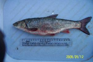  ( - IMB9)  @11 [ ] Unspecified (default): All Rights Reserved  Unspecified Unspecified