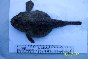  (Hemitripterus villosus - IMB33)  @11 [ ] Unspecified (default): All Rights Reserved  Unspecified Unspecified