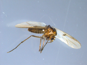  (Procladius paragretis - GL14)  @12 [ ] CreativeCommons - Attribution Non-Commercial Share-Alike (2011) Elisabeth Stur Norwegian University of Science and Technology, Museum of Natural History and Archaeology