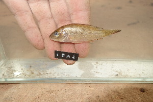  (Sargochromis mellandi - TVB1)  @11 [ ] Copyright (c) (2021) Frederic D.B. Schedel University of Basel