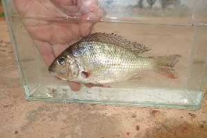  (Tylochromis bangwelensis - TVB3)  @11 [ ] Copyright (c) (2020) Frederic D.B. Schedel University of Basel