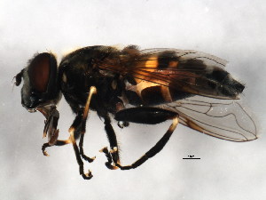  ( - BIOUG01014-D03)  @12 [ ] CreativeCommons - Attribution (2011) CBG Photography Group Centre for Biodiversity Genomics