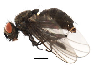  ( - BIOUG01914-B06)  @12 [ ] CreativeCommons - Attribution (2012) CBG Photography Group Centre for Biodiversity Genomics