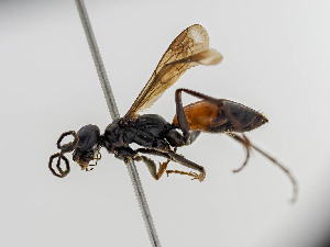  ( - BC ZSM HYM 11097)  @11 [ ] CreativeCommons - Attribution Non-Commercial Share-Alike (2018) SNSB, Staatliche Naturwissenschaftliche Sammlungen Bayerns ZSM (SNSB, Zoologische Staatssammlung Muenchen)