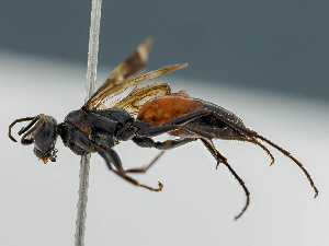  ( - BC ZSM HYM 11098)  @11 [ ] CreativeCommons - Attribution Non-Commercial Share-Alike (2018) SNSB, Staatliche Naturwissenschaftliche Sammlungen Bayerns ZSM (SNSB, Zoologische Staatssammlung Muenchen)