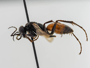  ( - BC ZSM HYM 11099)  @11 [ ] CreativeCommons - Attribution Non-Commercial Share-Alike (2018) SNSB, Staatliche Naturwissenschaftliche Sammlungen Bayerns ZSM (SNSB, Zoologische Staatssammlung Muenchen)