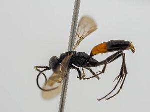  ( - BC ZSM HYM 11100)  @11 [ ] CreativeCommons - Attribution Non-Commercial Share-Alike (2018) SNSB, Staatliche Naturwissenschaftliche Sammlungen Bayerns ZSM (SNSB, Zoologische Staatssammlung Muenchen)