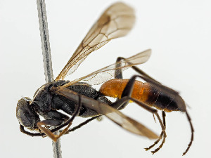  ( - BC ZSM HYM 11101)  @11 [ ] CreativeCommons - Attribution Non-Commercial Share-Alike (2018) SNSB, Staatliche Naturwissenschaftliche Sammlungen Bayerns ZSM (SNSB, Zoologische Staatssammlung Muenchen)