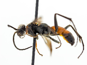  ( - BC ZSM HYM 11102)  @11 [ ] CreativeCommons - Attribution Non-Commercial Share-Alike (2018) SNSB, Staatliche Naturwissenschaftliche Sammlungen Bayerns ZSM (SNSB, Zoologische Staatssammlung Muenchen)