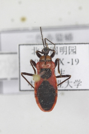  (Haematoloecha - ESC3)  @13 [ ] CreativeCommons - Attribution Non-Commercial Share-Alike (2012) Cai Wanzhi Entomological Museum of China Agricultural University