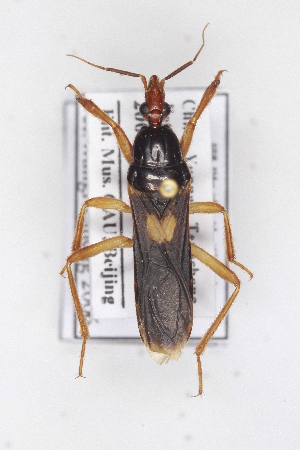  ( - HXZT2)  @11 [ ] CreativeCommons - Attribution Non-Commercial Share-Alike (2012) Cai Wanzhi Entomological Museum of China Agricultural University