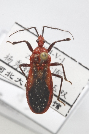  (Scadra fuscira - SBSI1)  @13 [ ] CreativeCommons - Attribution Non-Commercial Share-Alike (2012) Cai Wanzhi Entomological Museum of China Agricultural University