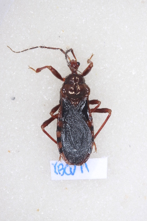  (Ectrychotes - YBCD11)  @14 [ ] CreativeCommons - Attribution Non-Commercial Share-Alike (2012) Cai Wanzhi Entomological Museum of China Agricultural University