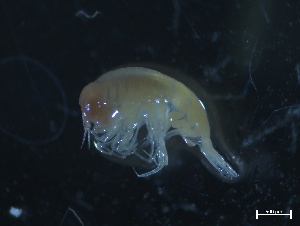  ( - ZOO_210)  @11 [ ] CreativeCommons - Attribution No Derivatives (2018) Hakai Institute Hakai Institute