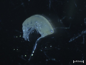  ( - ZOO_263)  @11 [ ] CreativeCommons - Attribution No Derivatives (2018) Hakai Institute Hakai Institute