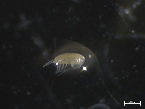  ( - ZOO_620)  @11 [ ] CreativeCommons - Attribution No Derivatives (2018) Hakai Institute Hakai Institute
