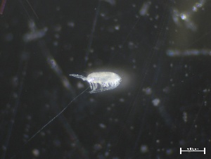  ( - ZOO_632)  @11 [ ] CreativeCommons - Attribution No Derivatives (2018) Hakai Institute Hakai Institute