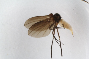  (Rhamphomyia albidiventris - RIKEmp_128)  @12 [ ] Copyright (2014) Bergen Museum Bergen Museum