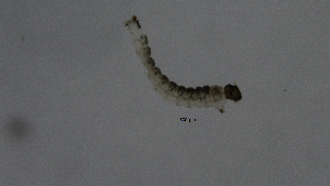  ( - Ent161)  @11 [ ] copyright (2018) Univers. of Bergen, Natural History Collection Univers. of Bergen, Natural History Collection